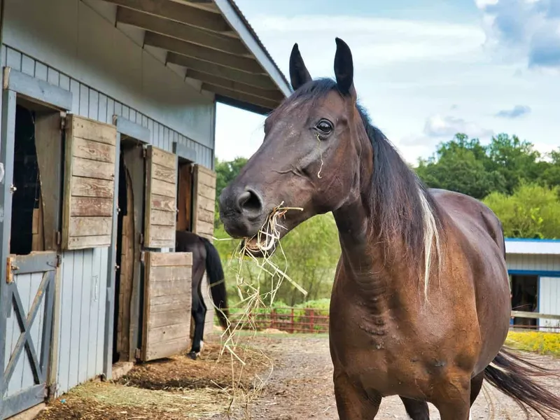Horse beside a stable