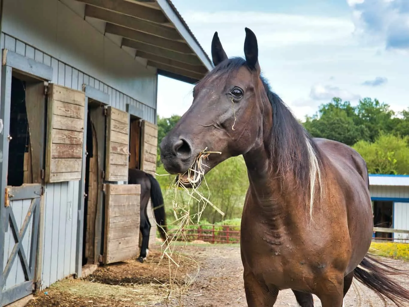 Horse beside a stable