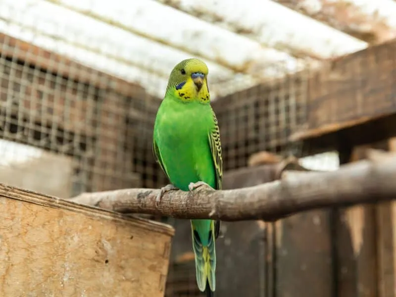 Budgie in a large cage