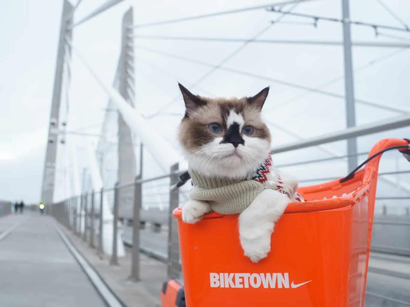 Cat sat in a bike luggage carrier
