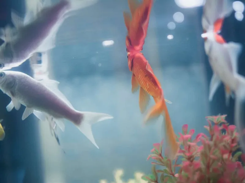 Tropical fish