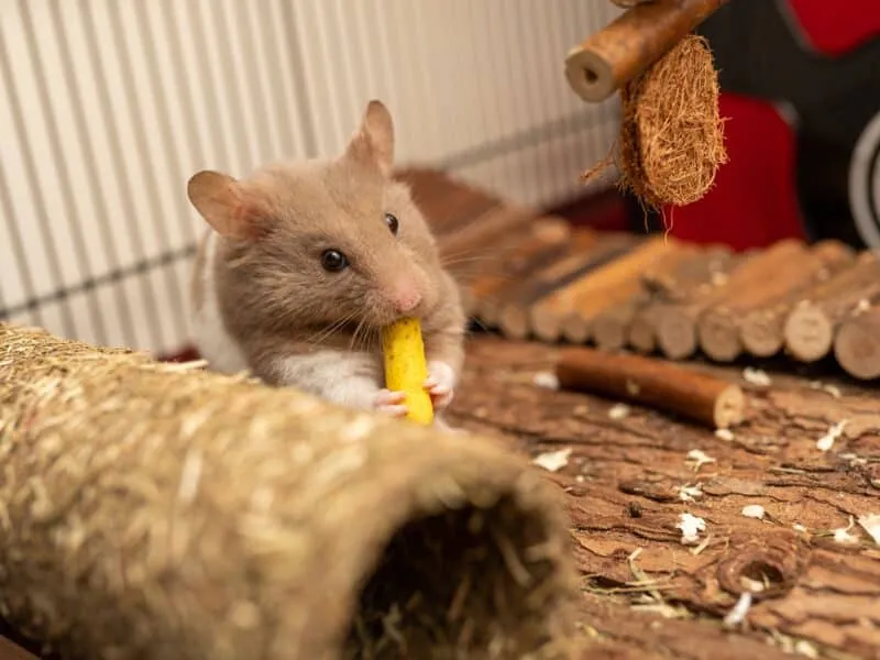 Hamster