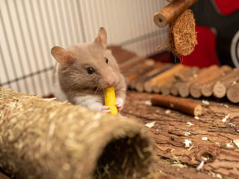 Hamster