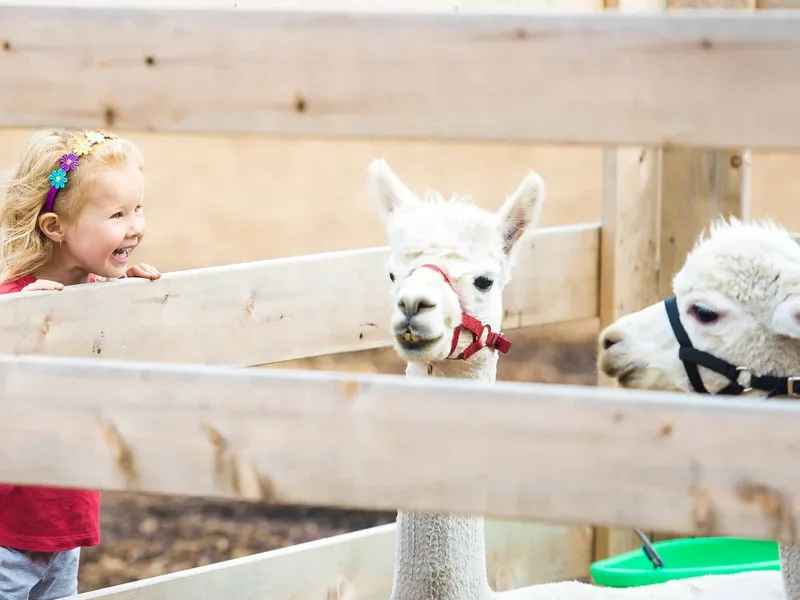 Llamas