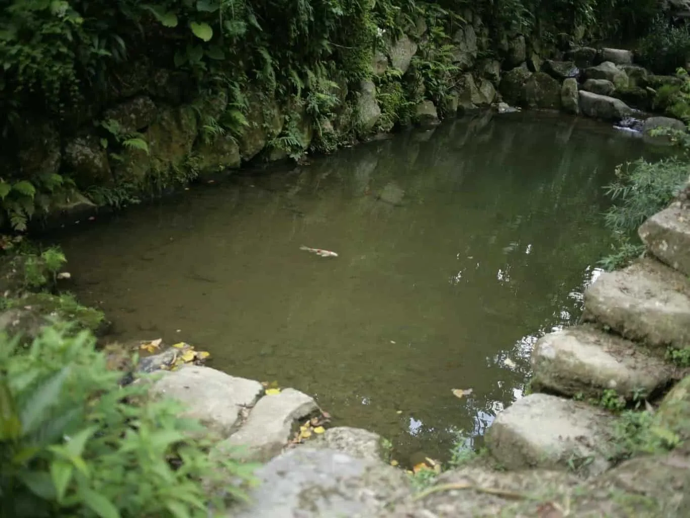 Pond