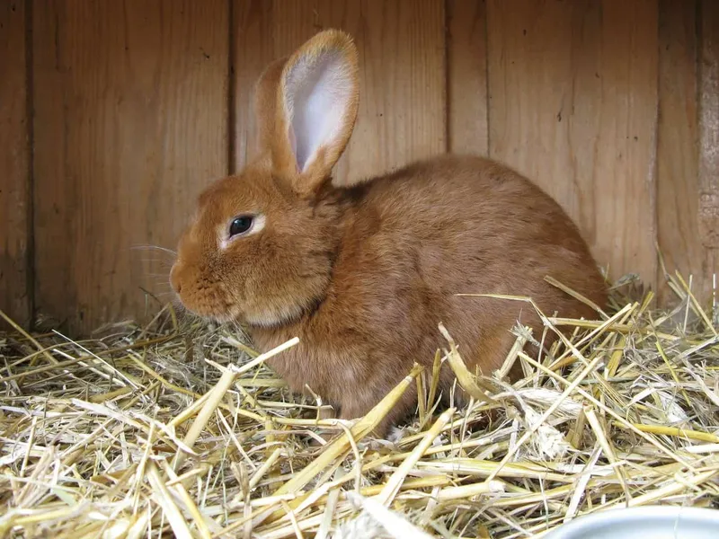 Rabbit sat in a straw-lined cage