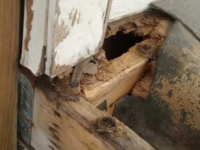 Rotting timber